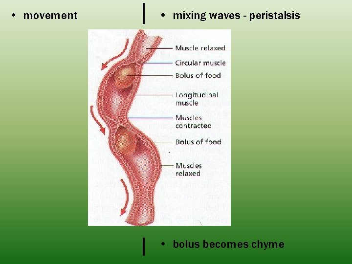  • movement • mixing waves - peristalsis • bolus becomes chyme 