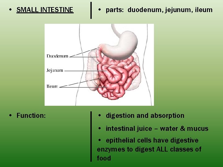  • SMALL INTESTINE • parts: duodenum, jejunum, ileum • Function: • digestion and