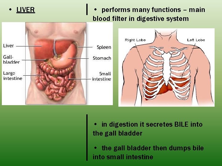  • LIVER • performs many functions – main blood filter in digestive system