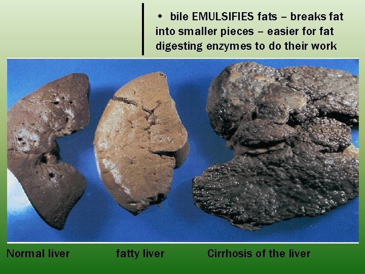  • bile EMULSIFIES fats – breaks fat into smaller pieces – easier for