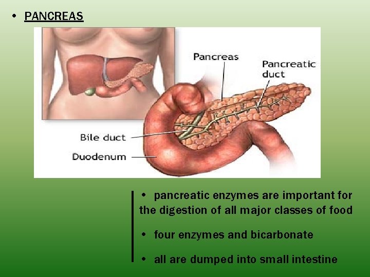  • PANCREAS • pancreatic enzymes are important for the digestion of all major