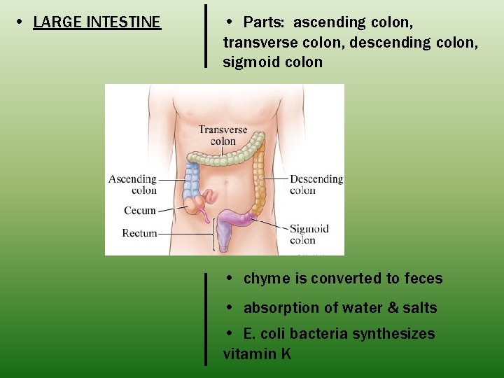  • LARGE INTESTINE • Parts: ascending colon, transverse colon, descending colon, sigmoid colon