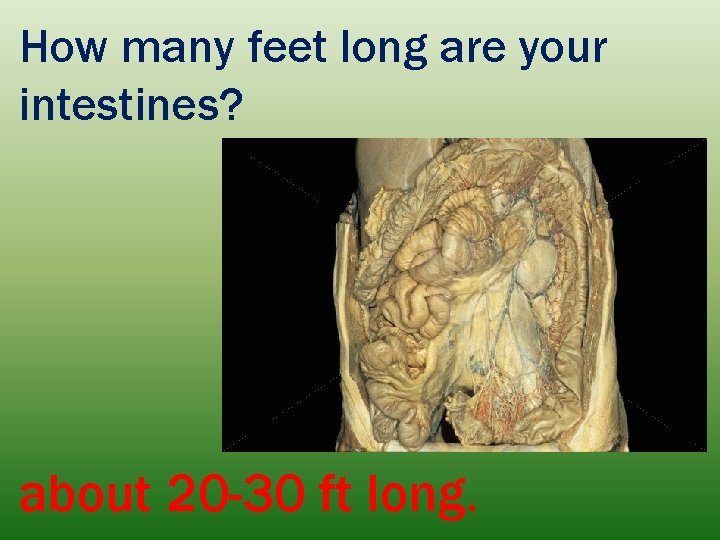 How many feet long are your intestines? about 20 -30 ft long. 