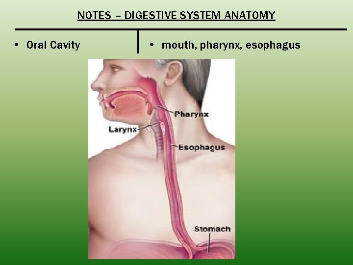 NOTES – DIGESTIVE SYSTEM ANATOMY • Oral Cavity • mouth, pharynx, esophagus 