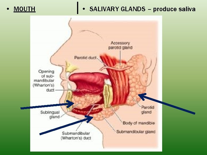  • MOUTH • SALIVARY GLANDS – produce saliva 