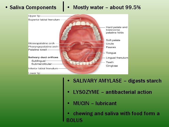  • Saliva Components • Mostly water – about 99. 5% • SALIVARY AMYLASE