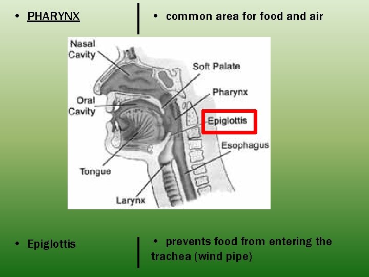  • PHARYNX • common area for food and air • Epiglottis • prevents