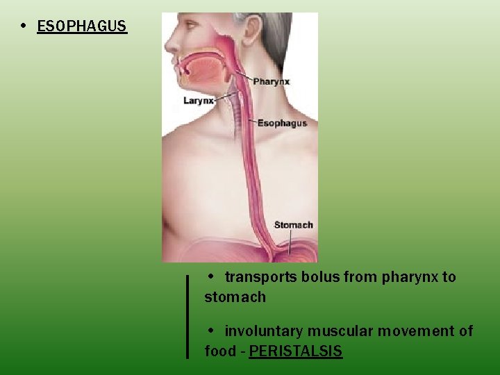  • ESOPHAGUS • transports bolus from pharynx to stomach • involuntary muscular movement