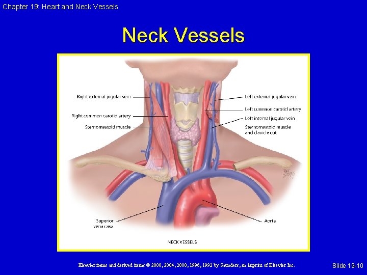 Chapter 19: Heart and Neck Vessels Elsevier items and derived items © 2008, 2004,