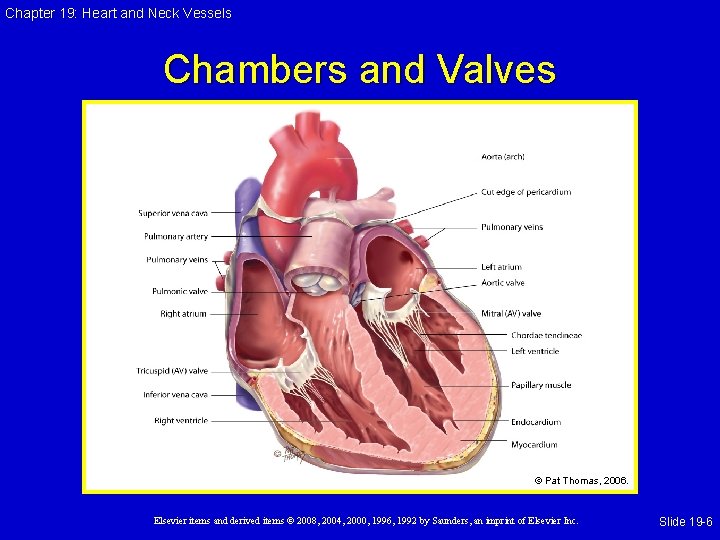 Chapter 19: Heart and Neck Vessels Chambers and Valves © Pat Thomas, 2006. Elsevier