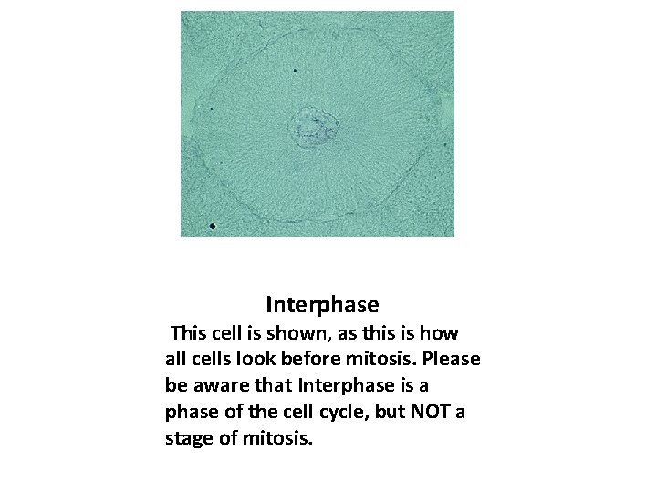 Interphase This cell is shown, as this is how all cells look before mitosis.