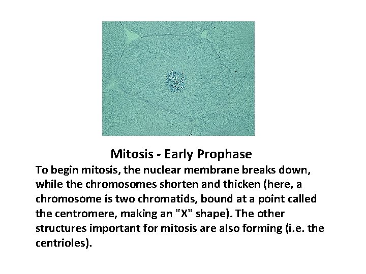 Mitosis - Early Prophase To begin mitosis, the nuclear membrane breaks down, while the