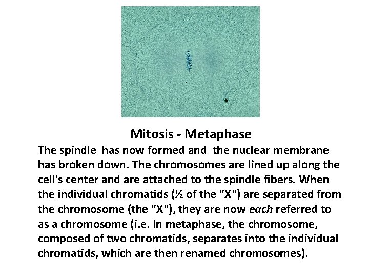 Mitosis - Metaphase The spindle has now formed and the nuclear membrane has broken