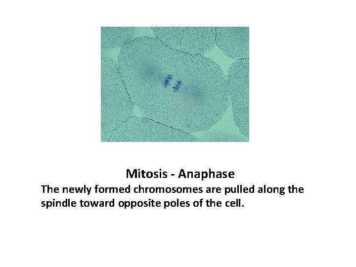 Mitosis - Anaphase The newly formed chromosomes are pulled along the spindle toward opposite