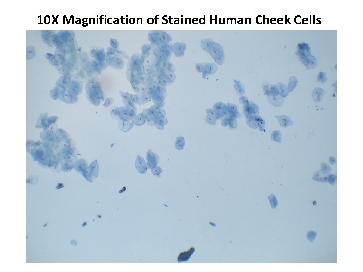 10 X Magnification of Stained Human Cheek Cells 