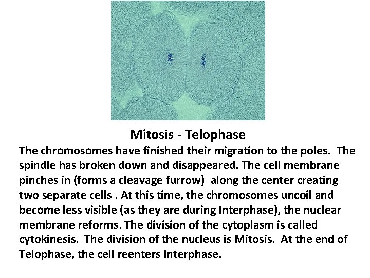 Mitosis - Telophase The chromosomes have finished their migration to the poles. The spindle