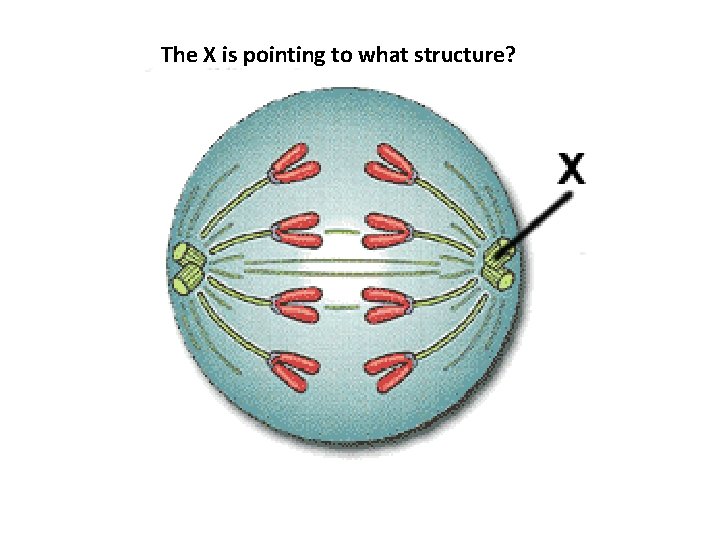 The X is pointing to what structure? 