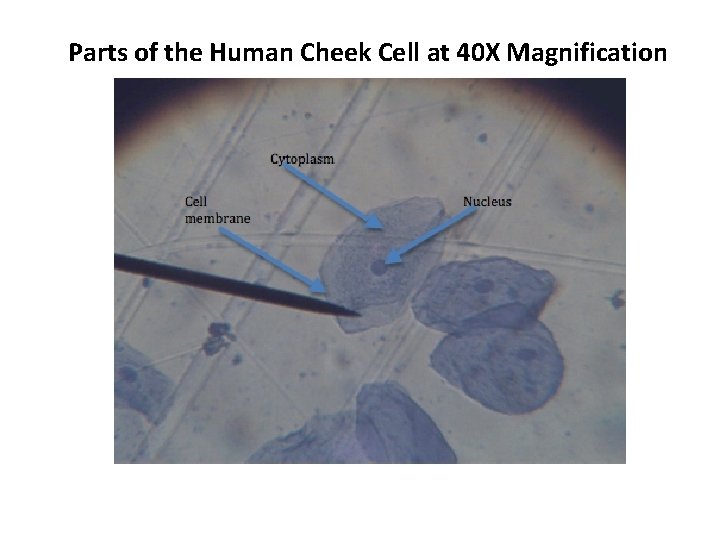 Parts of the Human Cheek Cell at 40 X Magnification 