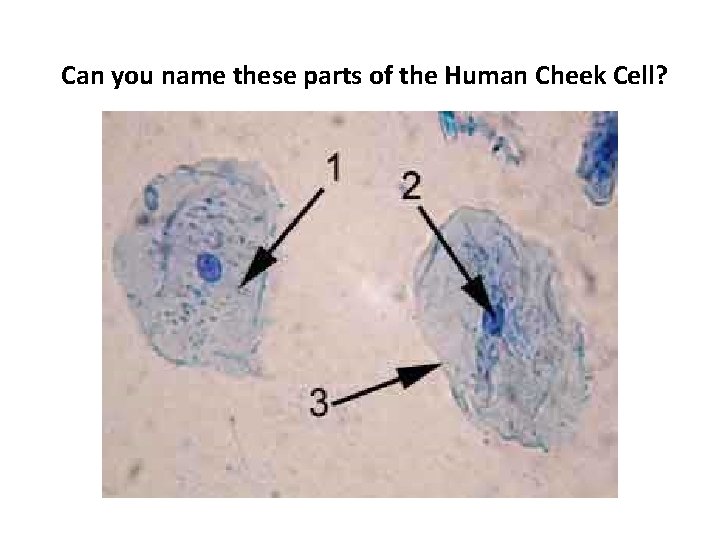 Can you name these parts of the Human Cheek Cell? 