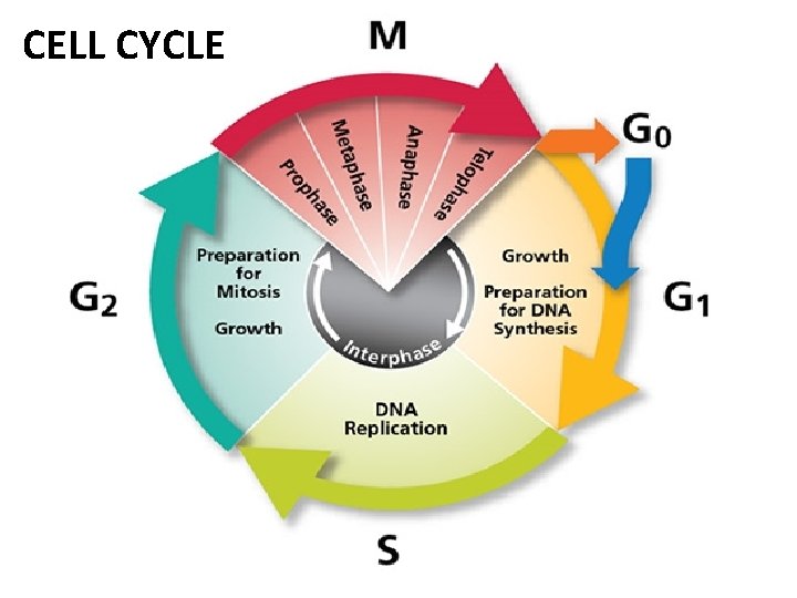 CELL CYCLE 