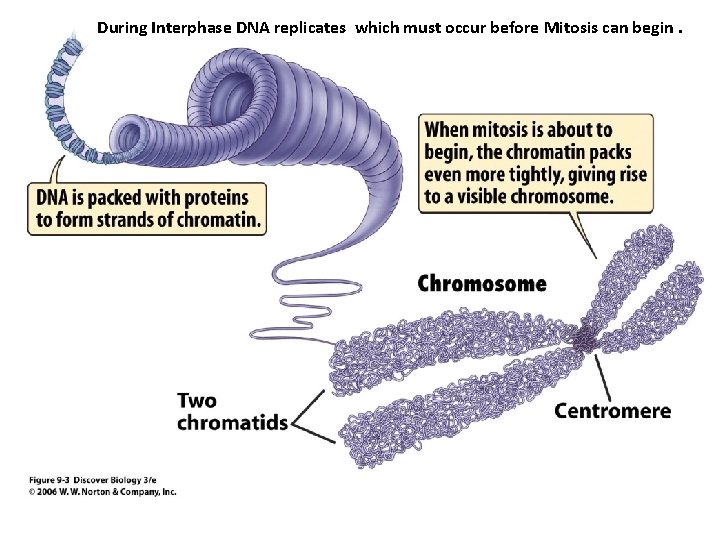 During Interphase DNA replicates which must occur before Mitosis can begin. 