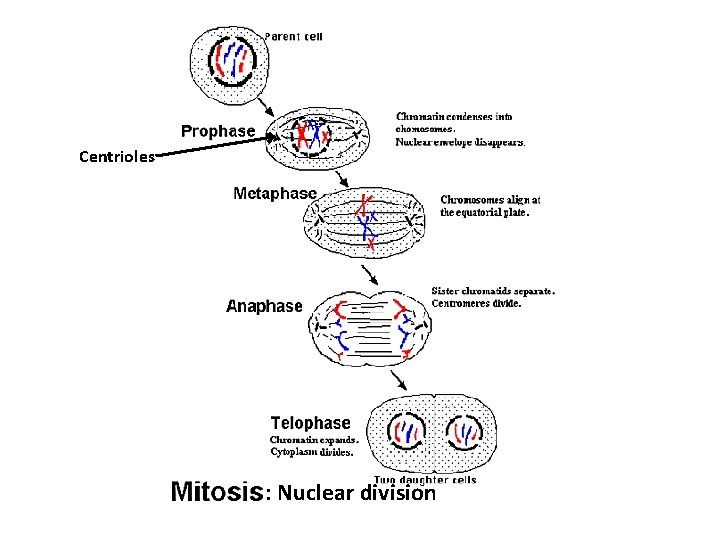 Centrioles : Nuclear division 