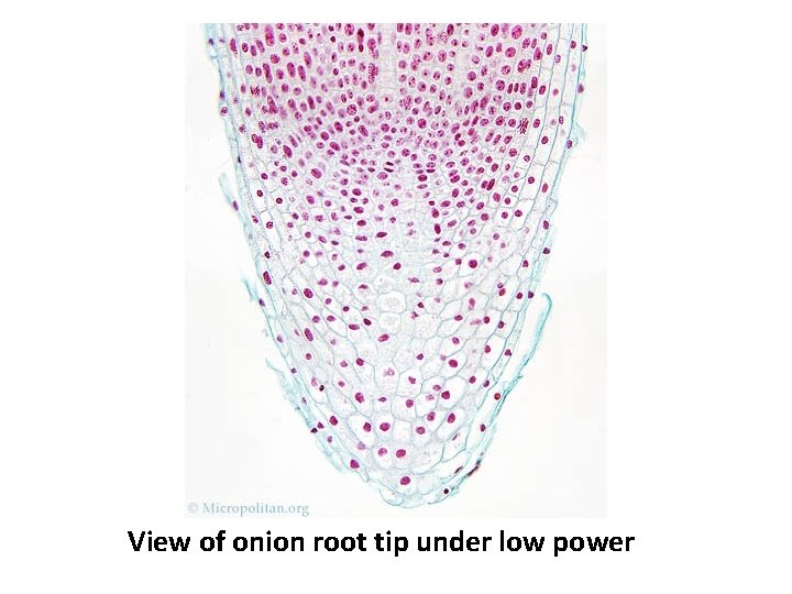 View of onion root tip under low power 