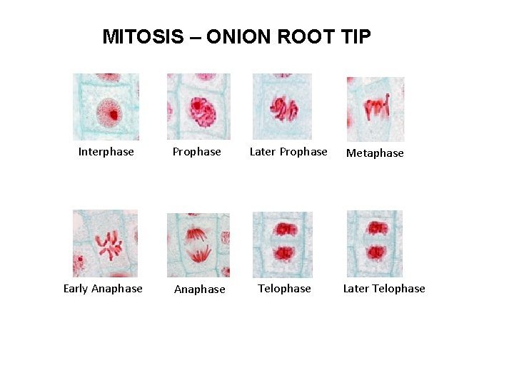 MITOSIS – ONION ROOT TIP Interphase Prophase Early Anaphase Later Prophase Telophase Metaphase Later