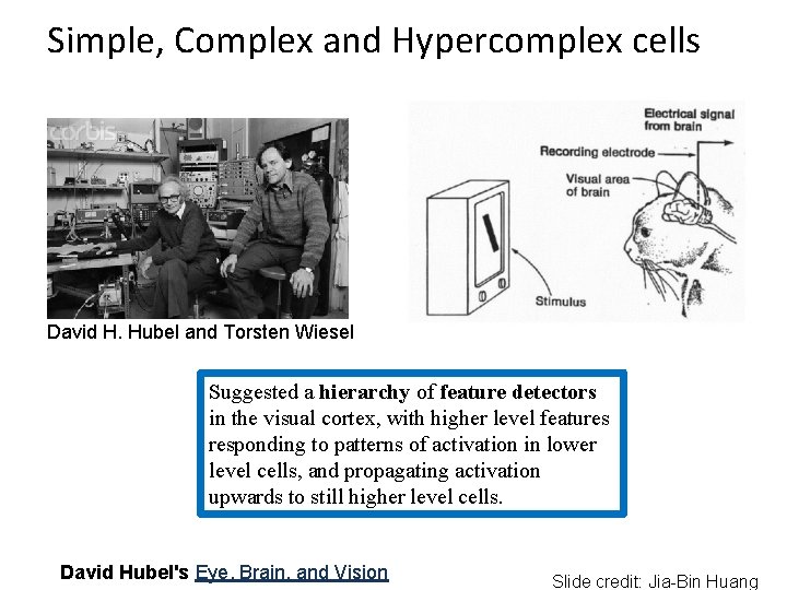 Simple, Complex and Hypercomplex cells David H. Hubel and Torsten Wiesel Suggested a hierarchy Simple, Complex and Hypercomplex cells David H. Hubel and Torsten Wiesel Suggested a hierarchy
