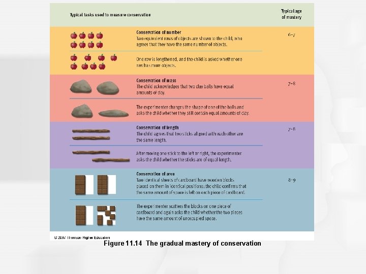 Figure 11. 14 The gradual mastery of conservation 