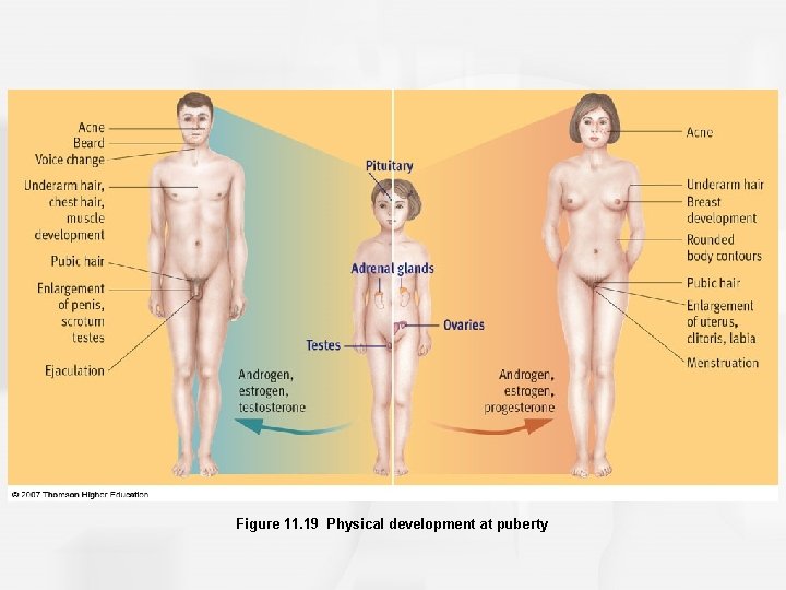Figure 11. 19 Physical development at puberty 