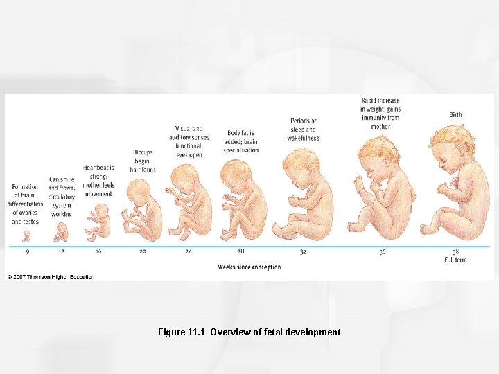 Figure 11. 1 Overview of fetal development 