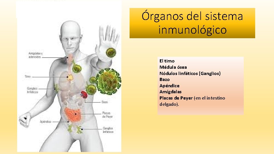 Sesin 8 Sistema Inmunolgico Qu es el sistema