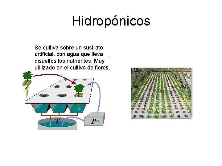 Hidropónicos Se cultiva sobre un sustrato artificial, con agua que lleva disueltos los nutrientes.