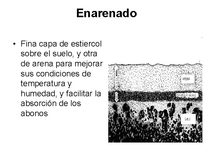 Enarenado • Fina capa de estiercol sobre el suelo, y otra de arena para