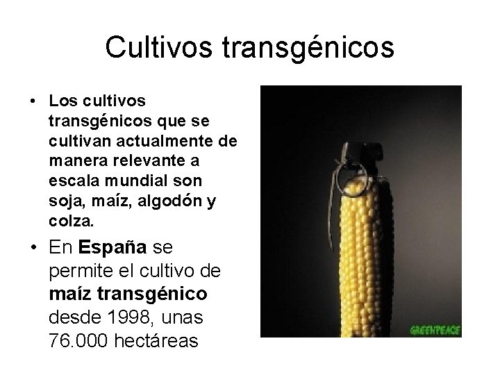 Cultivos transgénicos • Los cultivos transgénicos que se cultivan actualmente de manera relevante a