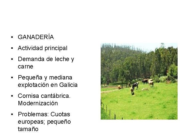  • GANADERÍA • Actividad principal • Demanda de leche y carne • Pequeña