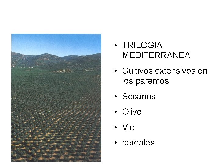  • TRILOGIA MEDITERRANEA • Cultivos extensivos en los paramos • Secanos • Olivo