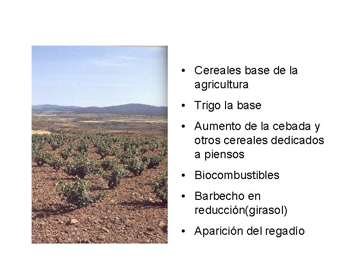  • Cereales base de la agricultura • Trigo la base • Aumento de