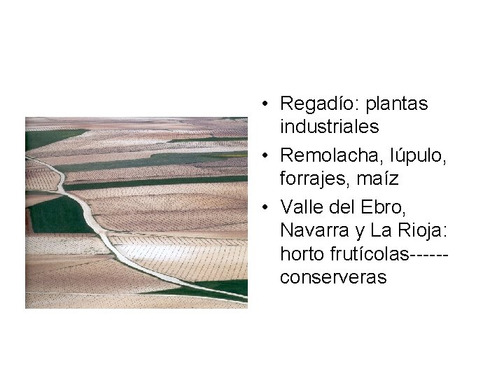  • Regadío: plantas industriales • Remolacha, lúpulo, forrajes, maíz • Valle del Ebro,