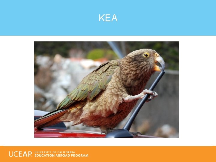 KEA 