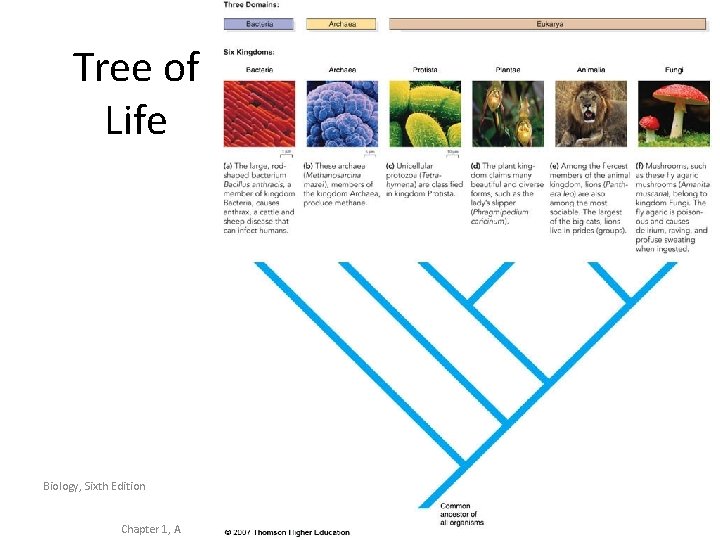 Tree of Life Biology, Sixth Edition Chapter 1, A 
