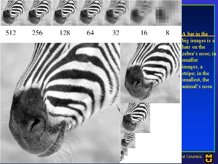 A bar in the big images is a hair on the zebra’s nose; in