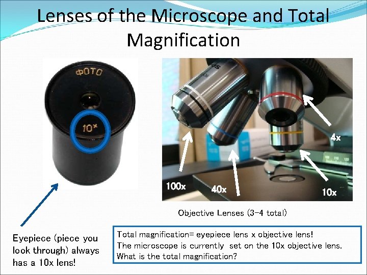 Lenses of the Microscope and Total Magnification 4 x 100 x 40 x 10