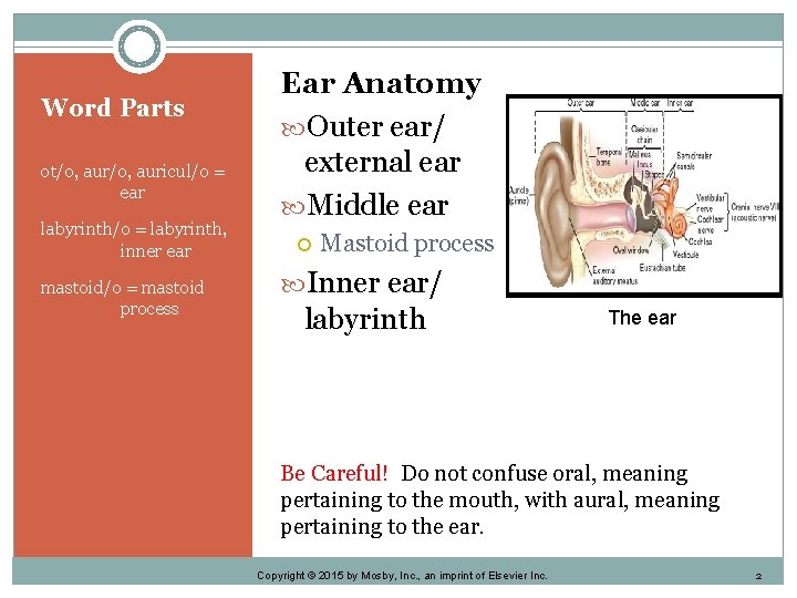 Word Parts ot/o, auricul/o = ear labyrinth/o = labyrinth, inner ear mastoid/o = mastoid