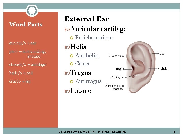 Word Parts External Ear Auricular cartilage auricul/o = ear peri- = surrounding, around chondr/o