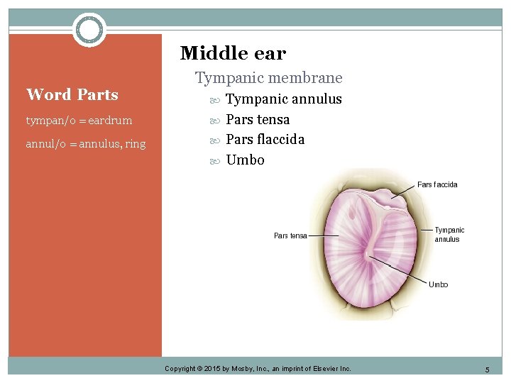 Middle ear Word Parts Tympanic membrane tympan/o = eardrum annul/o = annulus, ring Tympanic