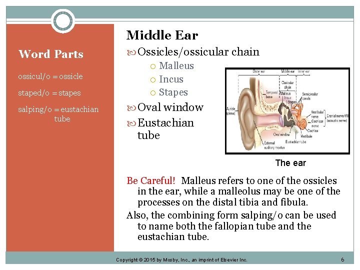 Middle Ear Word Parts ossicul/o = ossicle staped/o = stapes salping/o = eustachian tube