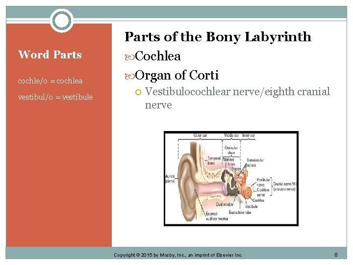 Word Parts cochle/o = cochlea vestibul/o = vestibule Parts of the Bony Labyrinth Cochlea