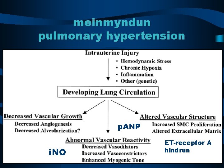 meinmyndun pulmonary hypertension p. ANP i. NO ET-receptor A hindrun 